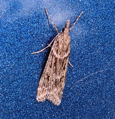 Eudonia angustea