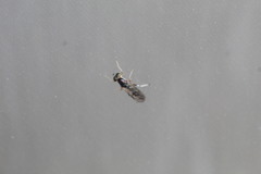 Merosargus caeruleifrons