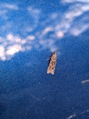 Eudonia angustea