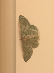 Phaiogramma etruscaria