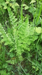 Anthriscus cerefolium