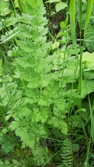 Anthriscus cerefolium