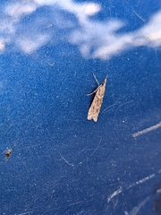Eudonia angustea