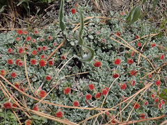 Eriogonum caespitosum