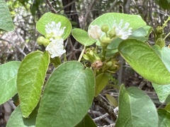 Croton glabellus polytrichus
