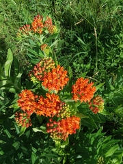 Asclepias tuberosa interior