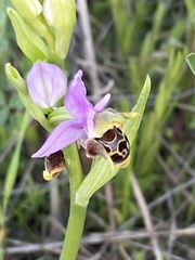 Ophrys oestrifera