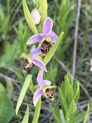 Ophrys oestrifera