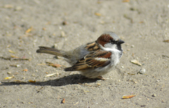 Passer domesticus