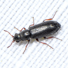 Eschatocrepis constrictus