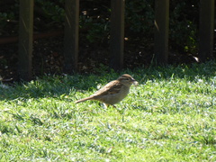 Passer domesticus