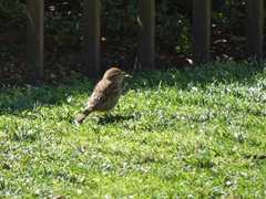 Passer domesticus