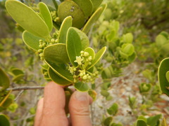 Elaeodendron xylocarpum