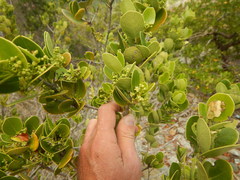 Elaeodendron xylocarpum