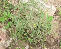 Erysimum repandum