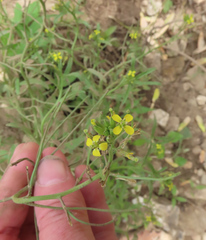 Erysimum repandum