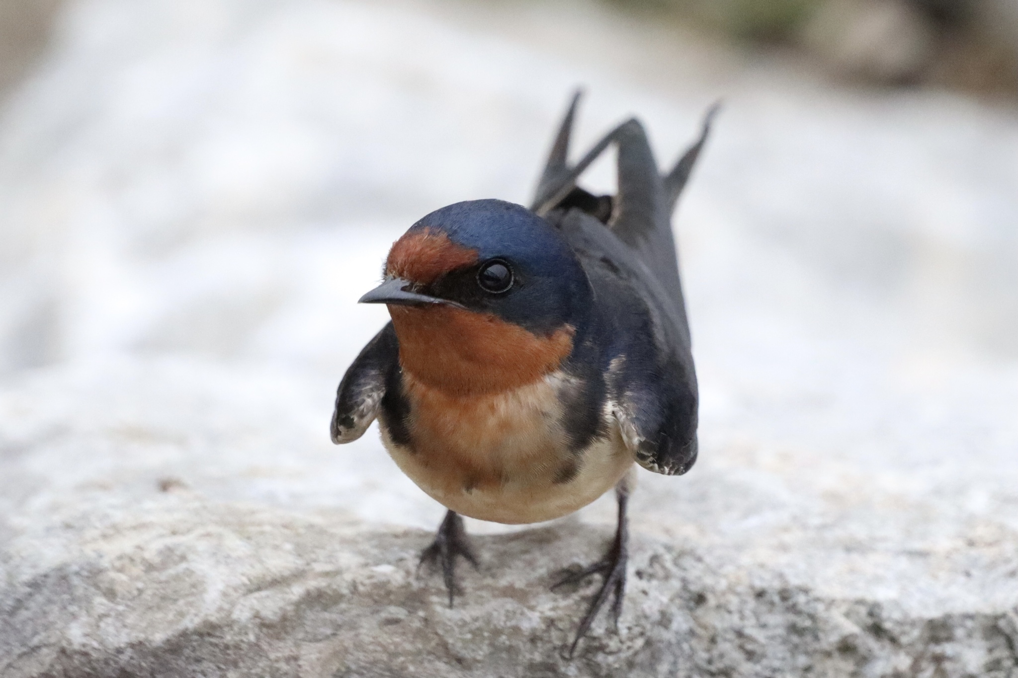 Barn swallow - Wikipedia