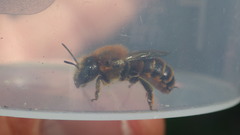 Osmia aurulenta