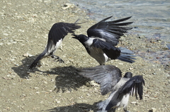 Corvus cornix
