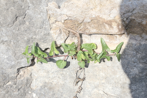 Aristolochia coryi, photograph 5