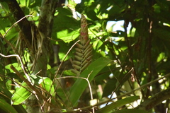 Vriesea ensiformis