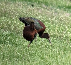Plegadis chihi × Plegadis falcinellus