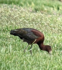 Plegadis chihi × Plegadis falcinellus
