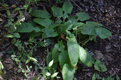 Angiospermae