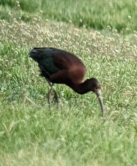 Plegadis chihi × Plegadis falcinellus