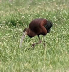 Plegadis chihi × Plegadis falcinellus