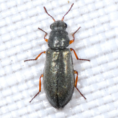 Eschatocrepis constrictus