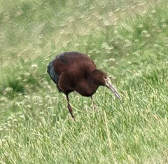 Plegadis chihi × Plegadis falcinellus