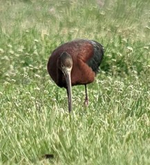Plegadis chihi × Plegadis falcinellus