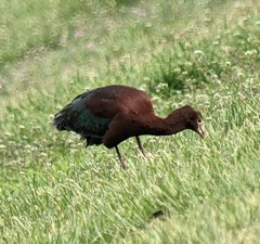 Plegadis chihi × Plegadis falcinellus