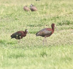 Plegadis chihi × Plegadis falcinellus