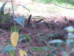 Oreothlypis superciliosa