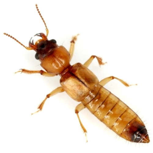 Mandibular Spiny-legged Rove Beetle