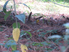 Oreothlypis superciliosa