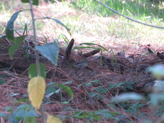 Oreothlypis superciliosa