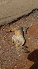Lycalopex vetulus