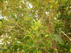 Elaeodendron xylocarpum