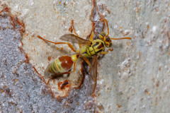 Ropalidia romandi