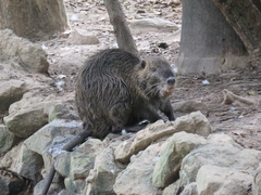 Myocastor coypus