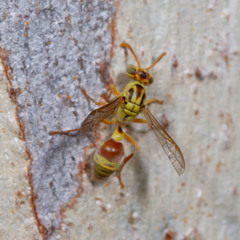 Ropalidia romandi