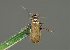 Rhagonycha nigriventris