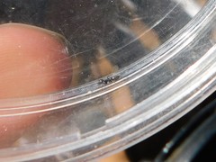 Tapinoma
