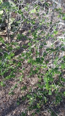 Microlobius foetidus