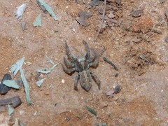 Plexippus