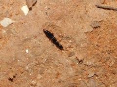 Staphylinidae