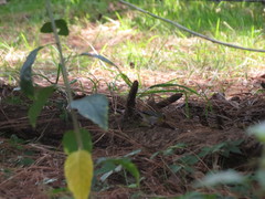 Oreothlypis superciliosa